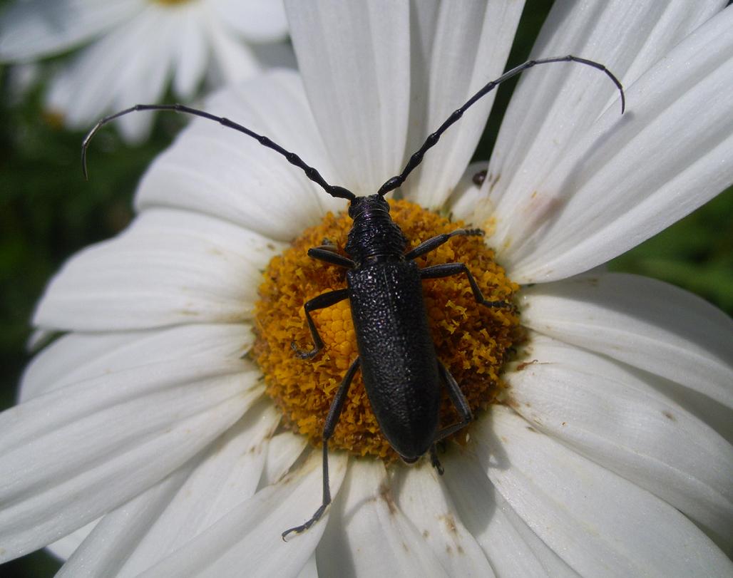 Coleotteri...in cerca d''autore